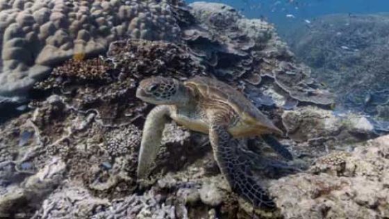 Google Street View تغطس في المحيط